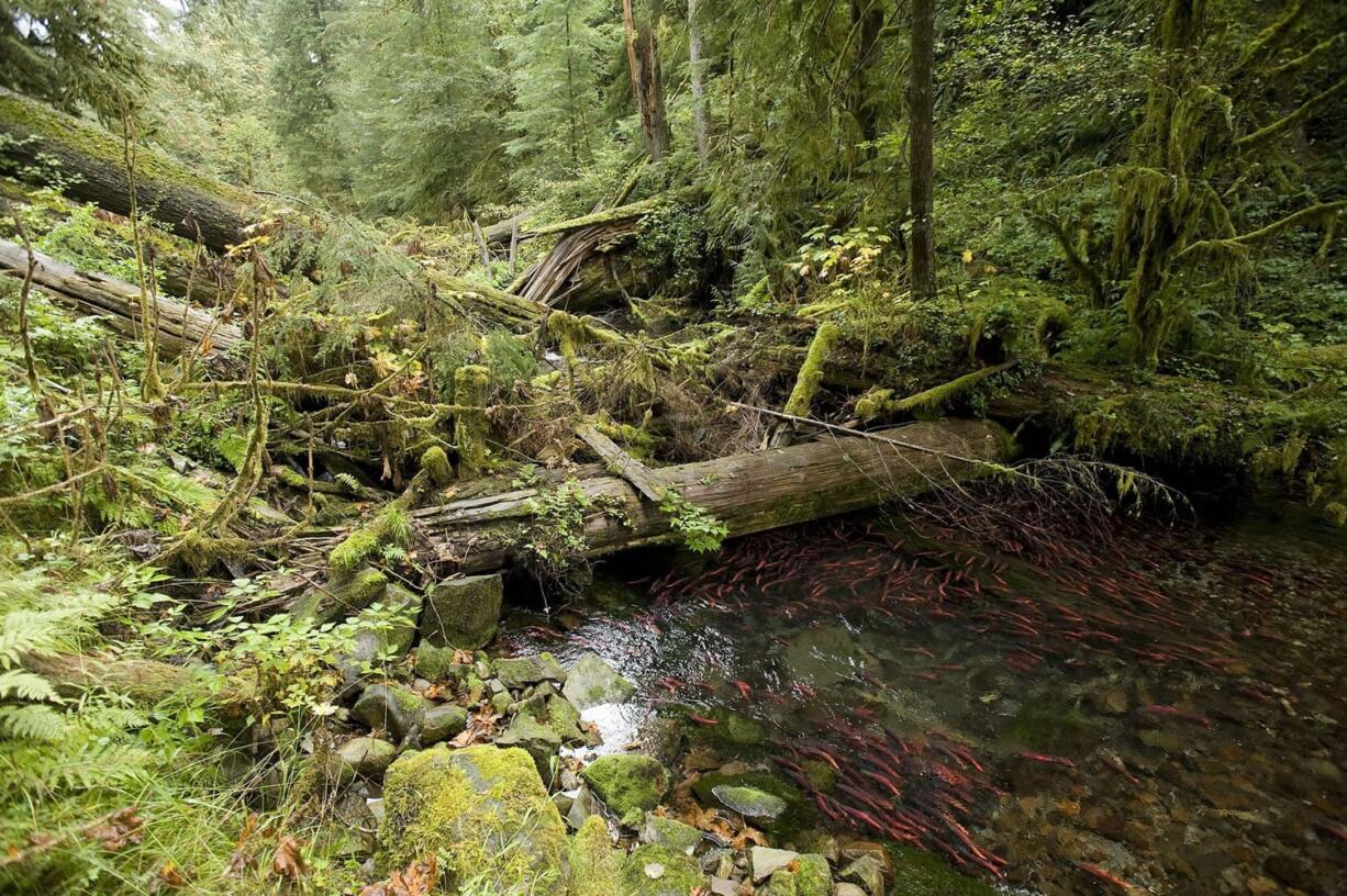 Most of the kokanee in Yale Reservoir spawn in Cougar Creek, a tributary flowing off Mount St.