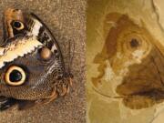 A photo of the modern owl butterfly, Caligo Memnon, and a fossilized Kalligrammatid lacewing, Oregramma illecebrosa, shows some remarkable similarities.