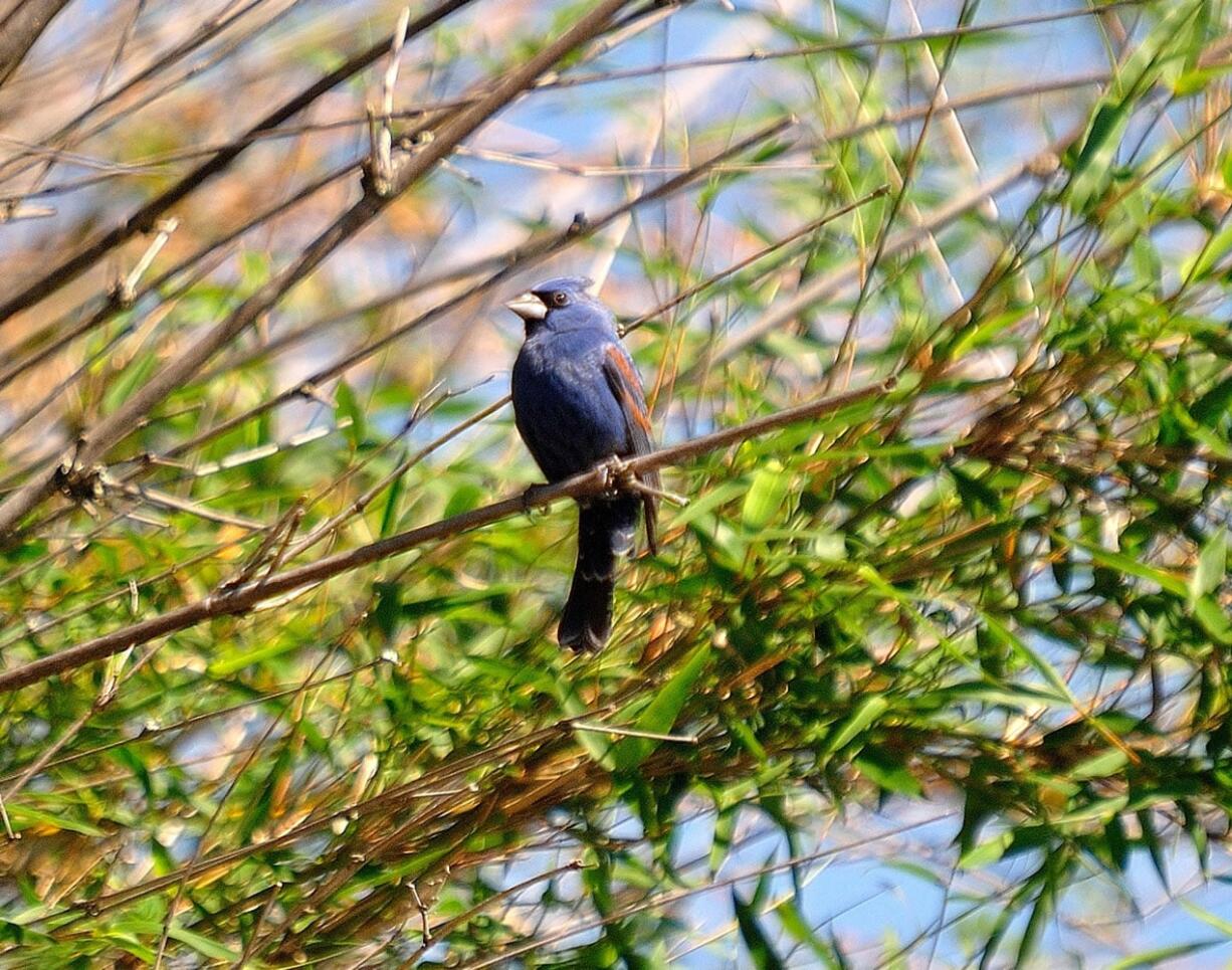 Bamboo is in the grass family. When it blooms, it might bring in an assortment of birds, such as this blue grosbeak.