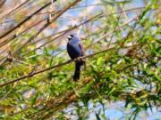 Bamboo is in the grass family. When it blooms, it might bring in an assortment of birds, such as this blue grosbeak.