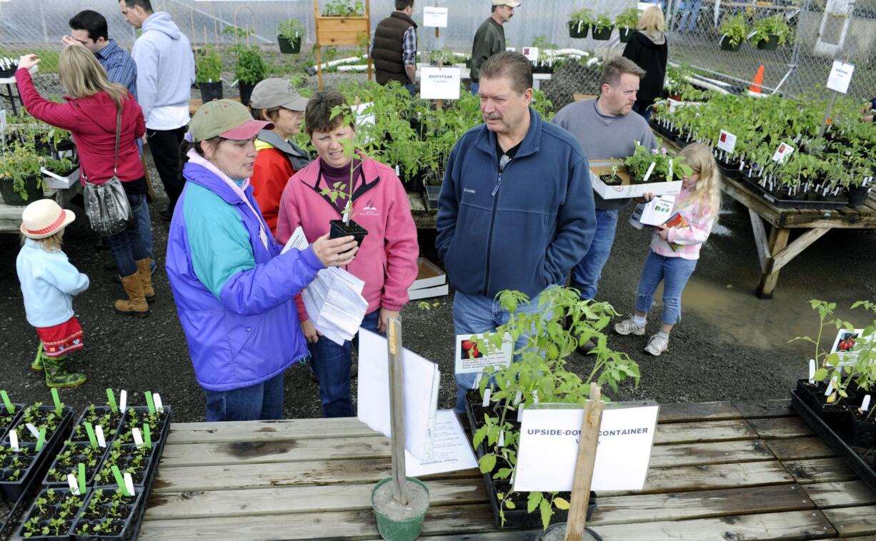 Angel Easley, left, assists Deanna Waters, center, and Keith Waters with their cherry tomato selection at the sale in Hazel Dell.