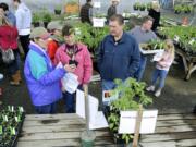 Angel Easley, left, assists Deanna Waters, center, and Keith Waters with their cherry tomato selection at the sale in Hazel Dell.