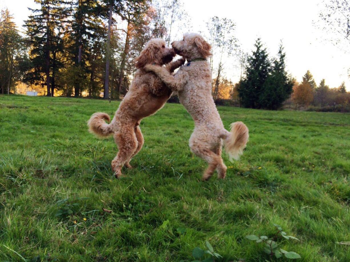 Goldendoodle littermates Zephyr, left and Hugo celebrate their first leap-day birthday today.