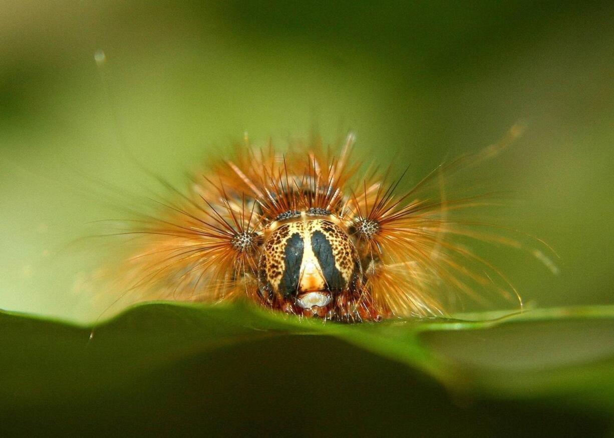 An Asian gypsy moth caterpillar sits on a leaf. The moth is a destructive invasive species recently found in Vancouver and Portland. State officials plan to spray for them this spring.