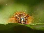 An Asian gypsy moth caterpillar sits on a leaf. The moth is a destructive invasive species recently found in Vancouver and Portland. State officials plan to spray for them this spring.