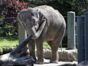 Chai, an Asian elephant, stands in her enclosure at the Woodland Park Zoo in April in Seattle. Chai, one of the two elephants that were at the center of a controversial move from Seattle's Woodland Park Zoo to Oklahoma City last year, has died. The Oklahoma City Zoo announced Saturday that Chai was found dead in the elephant yard.