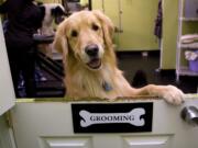 A golden retriever looks over the half door entrance of the grooming room at Happy Paws in Washington. Golden retrievers are the third most popular purebred dog according to the latest American Kennel Club rankings.