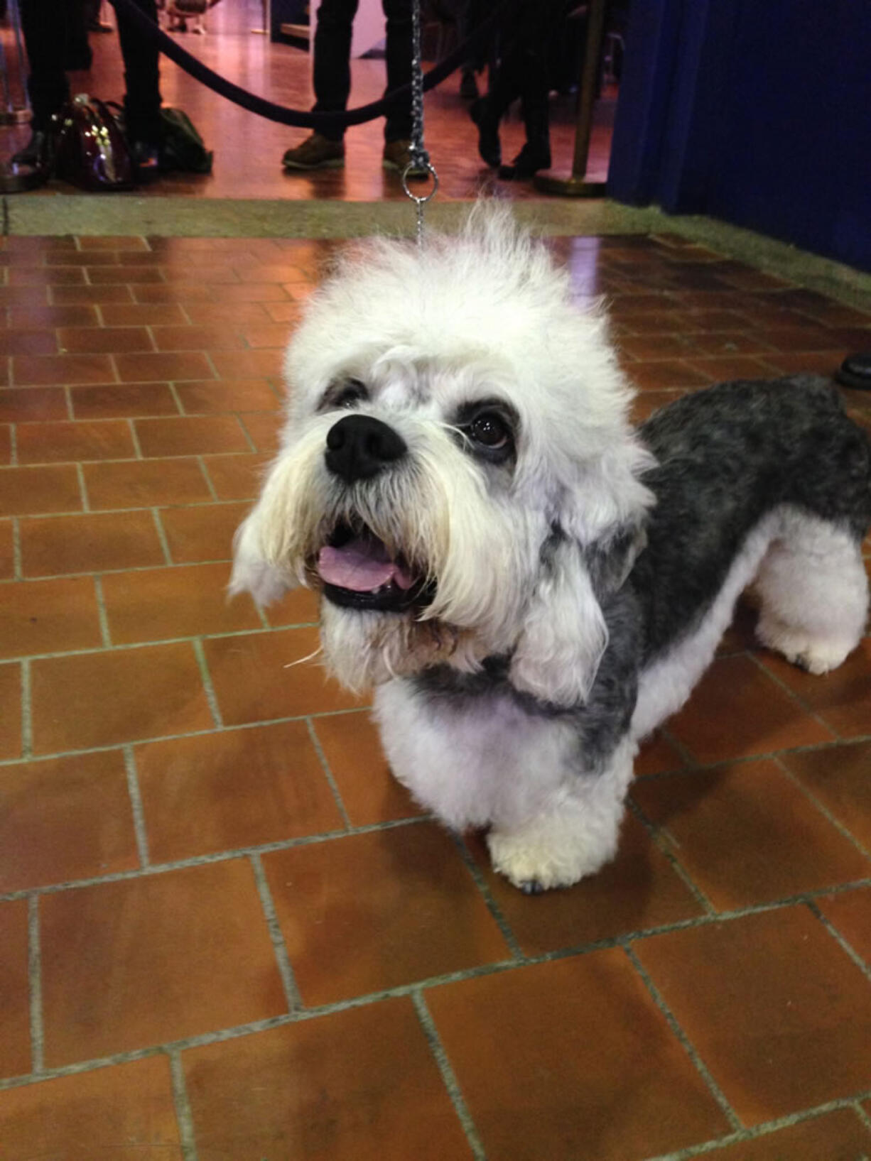 Wesley, a Dandie Dinmont terrier, looks up after winning his breed at the Westminster Kennel Club dog show Tuesday in New York. Dandie Dinmonts, named for a character in a novel by Sir Walter Scott, were among dozens of breeds hoping for their first best-in-show win Tuesday night.