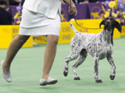 CJ, a German shorthaired pointer, is shown in the ring Tuesday during the sporting group competition at the 140th Westminster Kennel Club dog show at Madison Square Garden in New York. CJ won Best in Show.