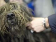 Thor, a Bergamasco, participates in the meet the breed portion of the 140th Westminster Kennel Club Dog Show, Saturday, Feb. 13, 2016, in New York.