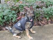 Vancouver Police K9 Enzo received a bullet and stab protective vest this week. The vest was a donation by a Georgia nonprofit Canine Wounded Heroes.