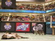 Kittens are photographed Oct. 21 on the set during a taping of Kitten Bowl III in New York. The Hallmark Channel taped Kitten Bowl III months ahead of Super Bowl Sunday, taking place on Feb. 7.