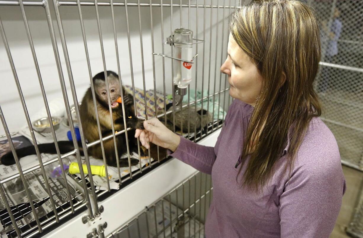 Angela Zilar, director of Tri-Cities Animal Shelter &amp; Control Services in Pasco, holds fingers with one of two capuchin monkeys that were seized Feb. 14 from a house in Pasco.