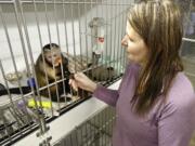 Angela Zilar, director of Tri-Cities Animal Shelter &amp; Control Services in Pasco, holds fingers with one of two capuchin monkeys that were seized Feb. 14 from a house in Pasco.