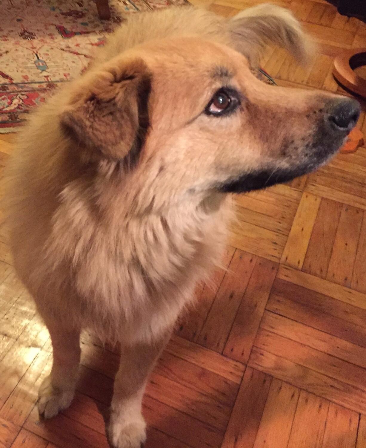 Penny, a mixed-breed rescue dog, poses in her Brooklyn home on Tuesday, Feb. 2, 2016 in New York. Her owner, Margery Cooper, is vigilant about inspecting her for ticks because her previous dog died of complications from Lyme disease. Experts say climate change has increased the prevalence of fleas, ticks and heartworm disease for pets in the U.S. (AP Photos/Beth J. Harpaz) (Beth J.