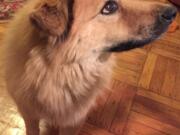 Penny, a mixed-breed rescue dog, poses in her Brooklyn home on Tuesday, Feb. 2, 2016 in New York. Her owner, Margery Cooper, is vigilant about inspecting her for ticks because her previous dog died of complications from Lyme disease. Experts say climate change has increased the prevalence of fleas, ticks and heartworm disease for pets in the U.S. (AP Photos/Beth J. Harpaz) (Beth J.