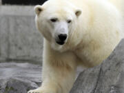 Ahpun strolls around her cage Sept. 5, 2012, at the Alaska Zoo in Anchorage, Alaska. A federal appeals court says the U.S. Fish and Wildlife Service followed the law when it designated more than 187,000 square miles as critical habitat for threatened polar bears.