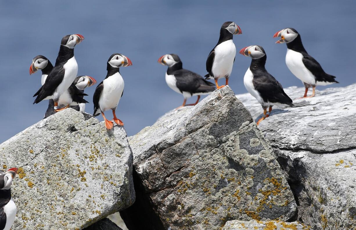 Atlantic puffins congregate near their burrows Aug. 1, 2014, on Eastern Egg Rock, a small island off the coast of Maine. Scientists say they have cracked the code about where Maine&#039;s beloved, colorful Atlantic puffins go in the winter.