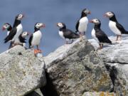 Atlantic puffins congregate near their burrows Aug. 1, 2014, on Eastern Egg Rock, a small island off the coast of Maine. Scientists say they have cracked the code about where Maine&#039;s beloved, colorful Atlantic puffins go in the winter.