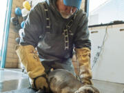 Kevin Robinson of SeaWorld?s Rescue Team cares for an 8-month-old female sea lion pup at the animal theme park in San Diego, after it was found in a booth at the Marine Room, an upscale restaurant in the La Jolla neighborhood of San Diego on Thursday.