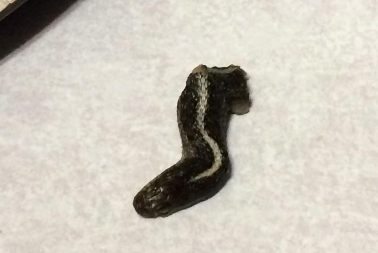 This photo shows a snake head that Troy Walker, of Farmington, Utah, says she found in a can of green beans while preparing a meal for members of her church.