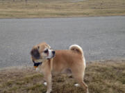 A Puggle named Artie stands on the grounds of the Rhode Island Veterans Memorial Cemetery in Exeter, R.I. The state received six complaints in the past year from visitors to the cemetery who were upset that dog owners walk dogs on the property.