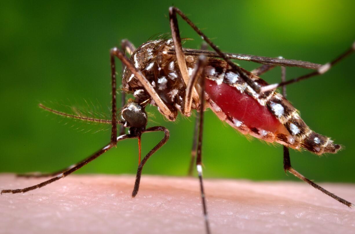 This 2006 photo provided by the Centers for Disease Control and Prevention shows a female Aedes aegypti mosquito in the process of acquiring a blood meal from a human host. On Friday, Feb. 26, 2015, the U.S. government said Zika infections have been confirmed in nine pregnant women in the United States. All got the virus overseas. Three babies have been born, one with a brain defect.