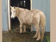 Clark County Animal Control responded to a report of a loose Welsh pony in the Proebstel area on Feb. 11. The owner has not come forward to claim the pony.