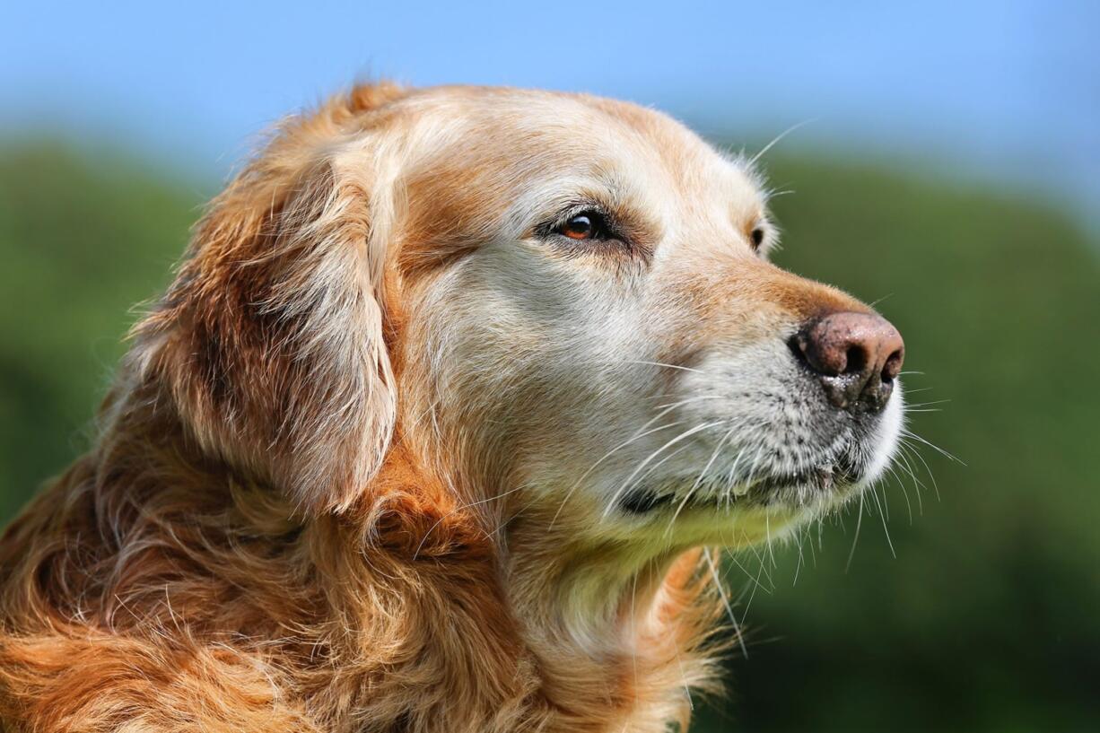 Author Laura Coffey talks about the virtues of adopting a senior dog.