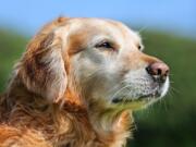 Author Laura Coffey talks about the virtues of adopting a senior dog.