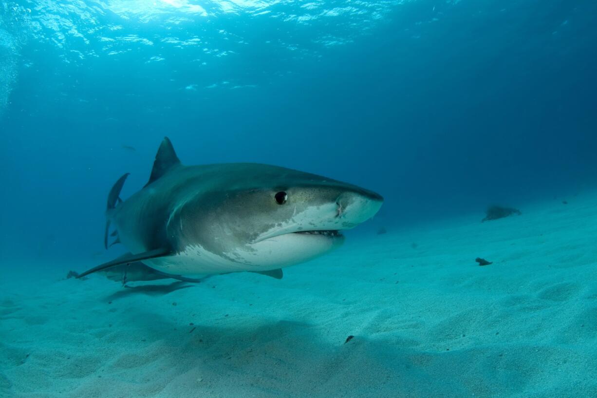 A female shark swims in shallow water near Little Bahama Bank, which is nicknamed Tiger Beach because of the numerous tiger sharks found in the area.