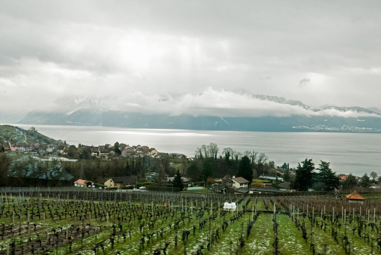 Swiss vineyards seen on the train from Geneva.