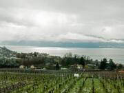 Swiss vineyards seen on the train from Geneva.