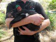 Greg Irons, the owner and director of Bonorong Wildlife Sanctuary, holds Prada, a Tasmanian devil, who, along with her brother, Prince, was abandoned by her mother.