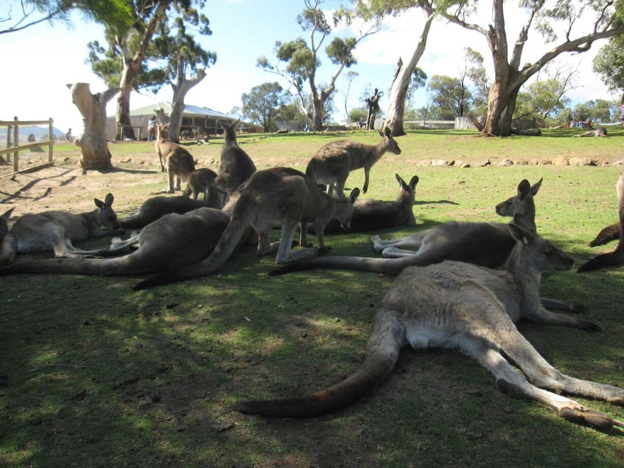 Visitors at the Bonorong Wildlife Sanctuary can hand-feed Forester kangaroos, the largest marsupial in Tasmania.