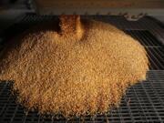 Non-GMO corn produced by farmer Matthew Starr is emptied into non-GMO butlers at a grain storage company on Wed., March 9, 2016 in Nauvoo, Ill.