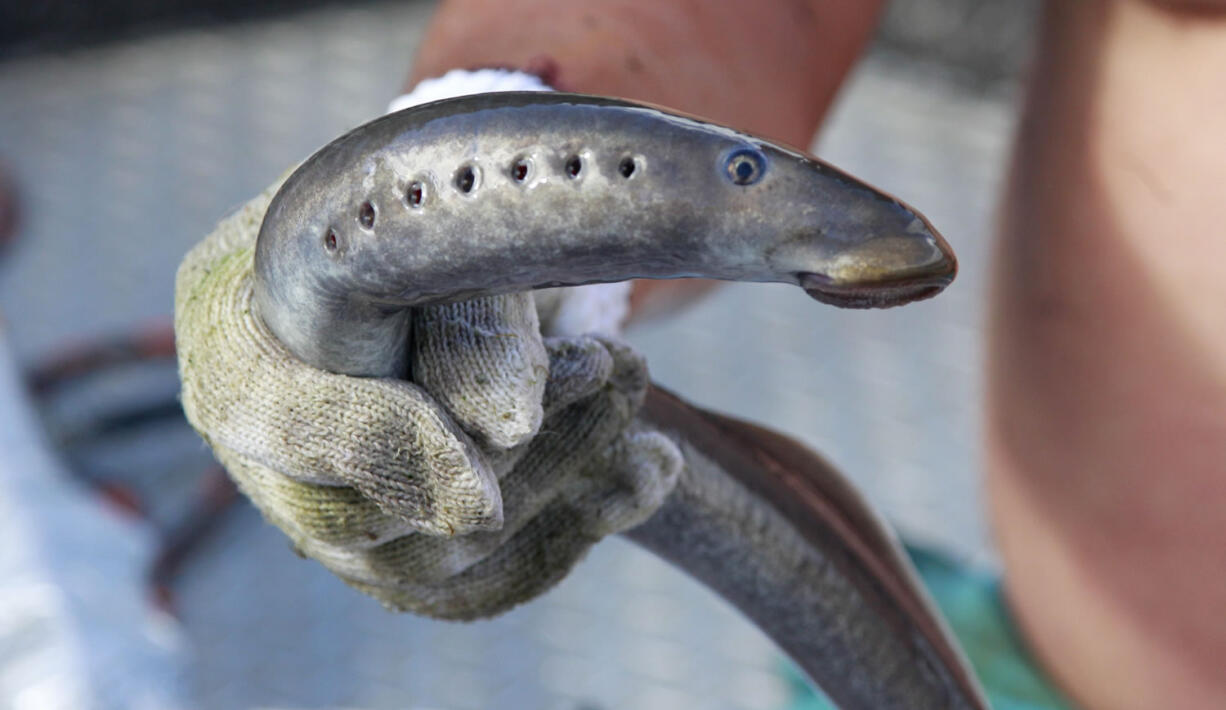 This photo taken in July 2011 shows a lamprey at Willamette Falls in Oregon City, Ore. As long as Indians have lived in the Northwest, they have looked to lamprey for food. But in the decades since dozens of hydroelectric dams have harnessed the power of the Columbia, Willamette and Snake rivers to make electricity, this jawless fish popularly known as an eel has steadily declined until Columbia Basin tribes have just a few places left to go for lamprey.