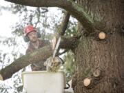 Jonathan Thomas trims a Douglas fir -- the right way -- at Fir Garden Park in east Vancouver on Wednesday. Proper trimming can improve the health of a tree.