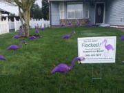 Sifton: Purple flamingos are popping up in the neighborhood as part of a Heritage High School fundraiser.