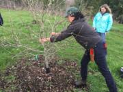 Bagley Downs: A small group of volunteers participate March 12 in a winter pruning workshop at the Healthy Homeland Community Garden.