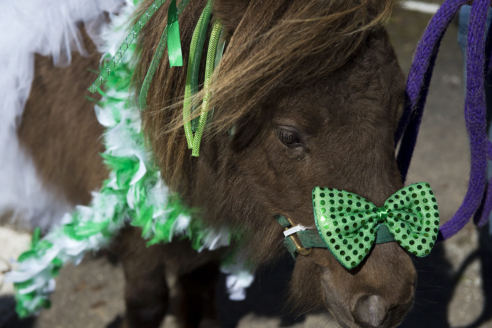 Even parade participants with four legs like Willy of Carter Park Dental got into the spirit of the event Thursday in the Hough neighborhood.