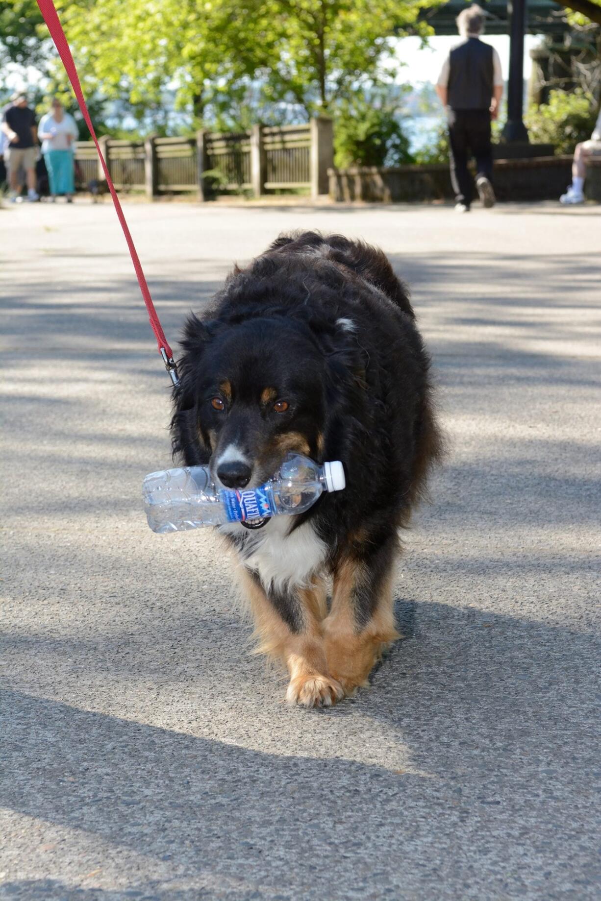 The Walk/Run for the Animals fundraiser for the Humane Society for Southwest Washington is May 7.