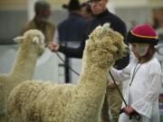 Sofia Ulloa, 10, of Camano Island,  goes nose to nose with her alpaca El Canto de Chile, or &quot;The Chilean Song,&quot; after winning first place in the Light Yearly Male Class during Alpacapalooza at the Clark County Events Center at the Fairgrounds on April 6, 2013.