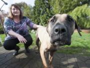 Japanese mastiff Rey, who is available for adoption, checks out a photographer&#039;s camera with foster mother Melissa Plate of Vancouver at his side. Rey was among more than 100 dogs rescued from a South Korean dog meat farm in September.