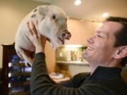 Jacob Gamble plays with his Juliana mini-pig, Ruxin, at his home Tuesday morning in downtown Vancouver. Gamble got Ruxin, a registered emotional support animal, to help ease his post-traumatic stress disorder and depression.