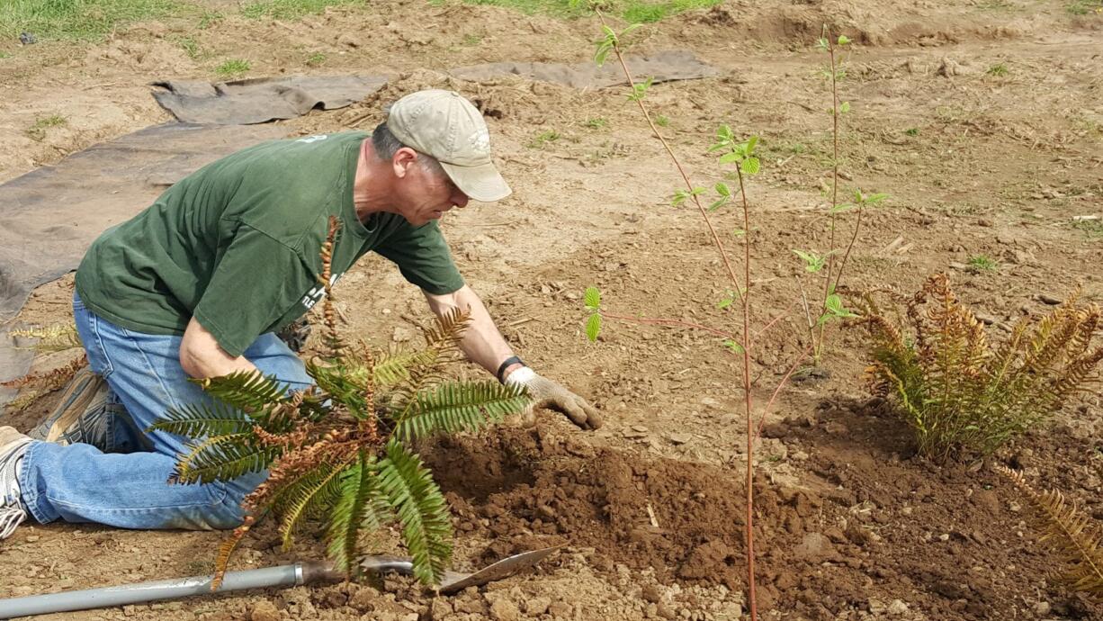 Battle Ground: Mark Watrin, a science teacher for Battle Ground Public Schools, prepares the Laurin Outdoor Learning area for planting.