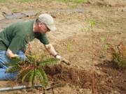 Battle Ground: Mark Watrin, a science teacher for Battle Ground Public Schools, prepares the Laurin Outdoor Learning area for planting.