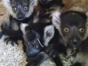 Baby lemurs huddle together at the zoo in Philadelphia. They were born in February, weighing in at a combined one-third of a pound.