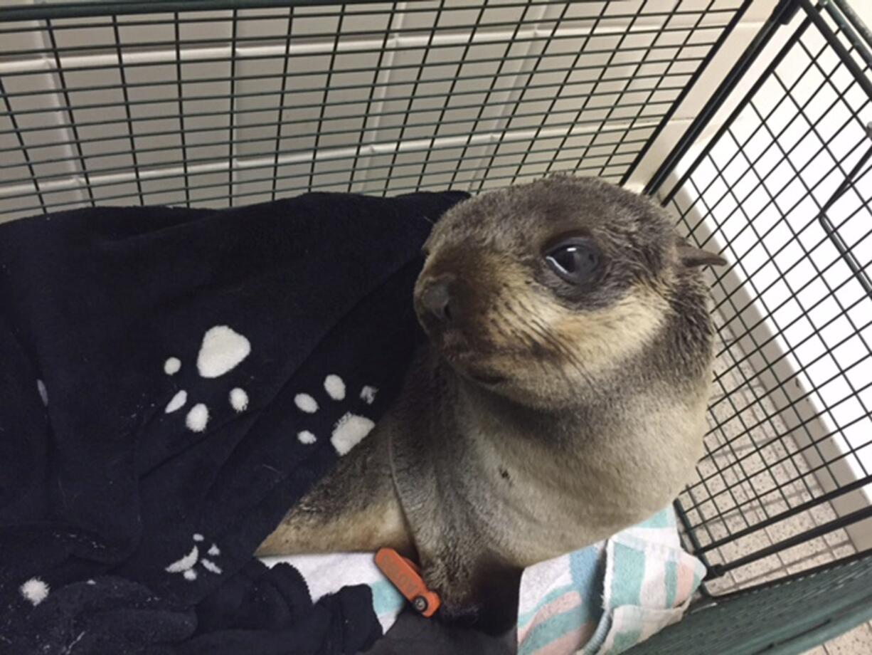 A young seal pup who made a wrong turn, ending up in Fremont, Calif. The baby California fur seal somehow made it four miles from the water to the front yard of a home in the San Francisco Bay Area Thursday. The seal had no visible signs of injuries and was taken to the Marine Mammal Center in Sausalito for care.