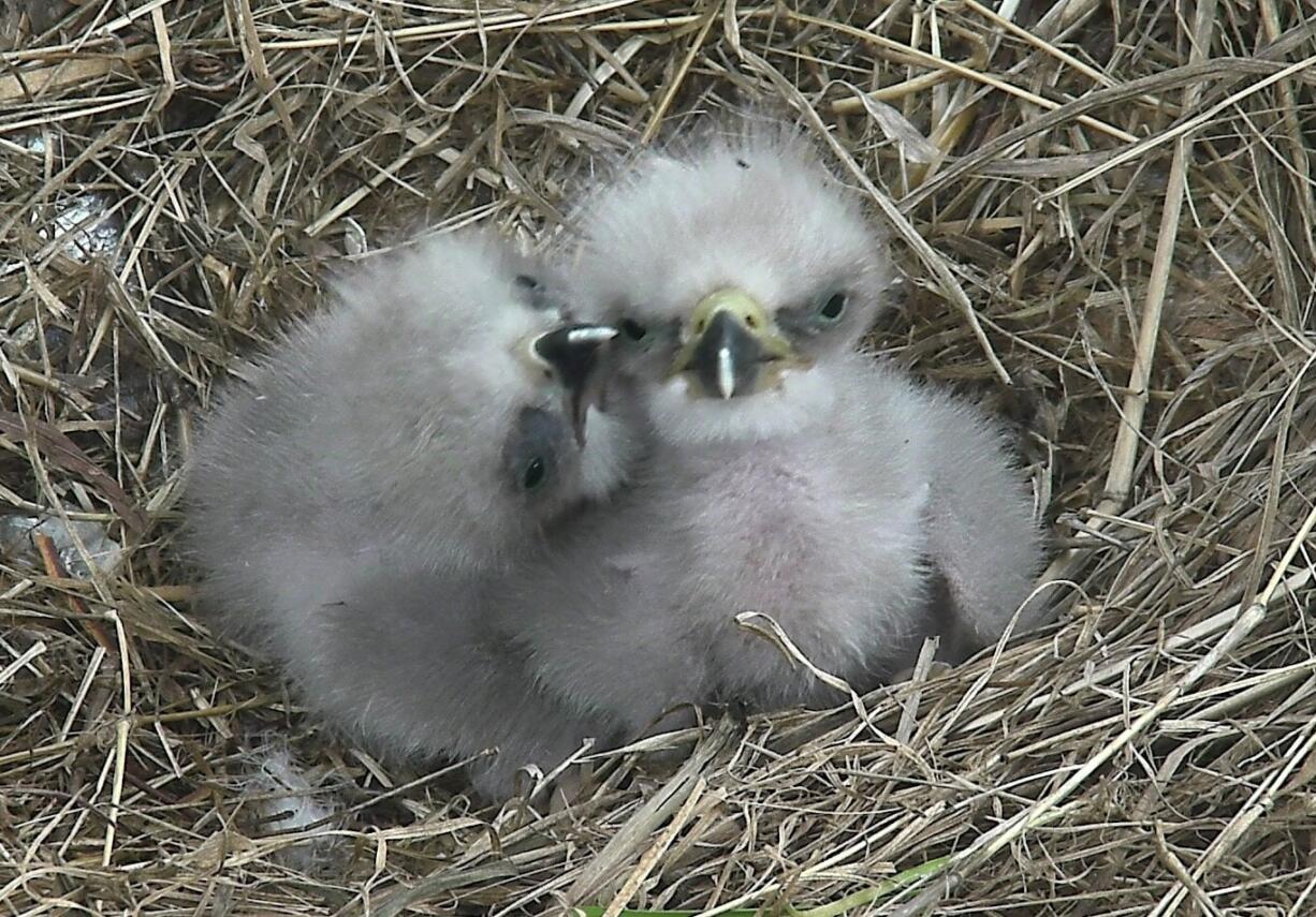 This photo provided by the American Eagle Foundation, taken March 20, 2016, shows two eaglets in Washington. Three baby bald eagles have hatched in Washington this spring.